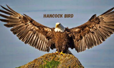 Hancock Bird