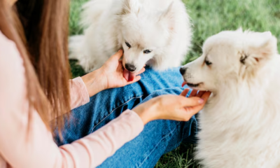 Dog Breeder in the UK