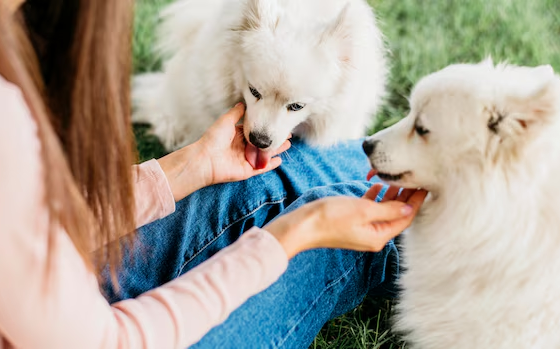 Dog Breeder in the UK