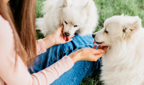 Dog Breeder in the UK